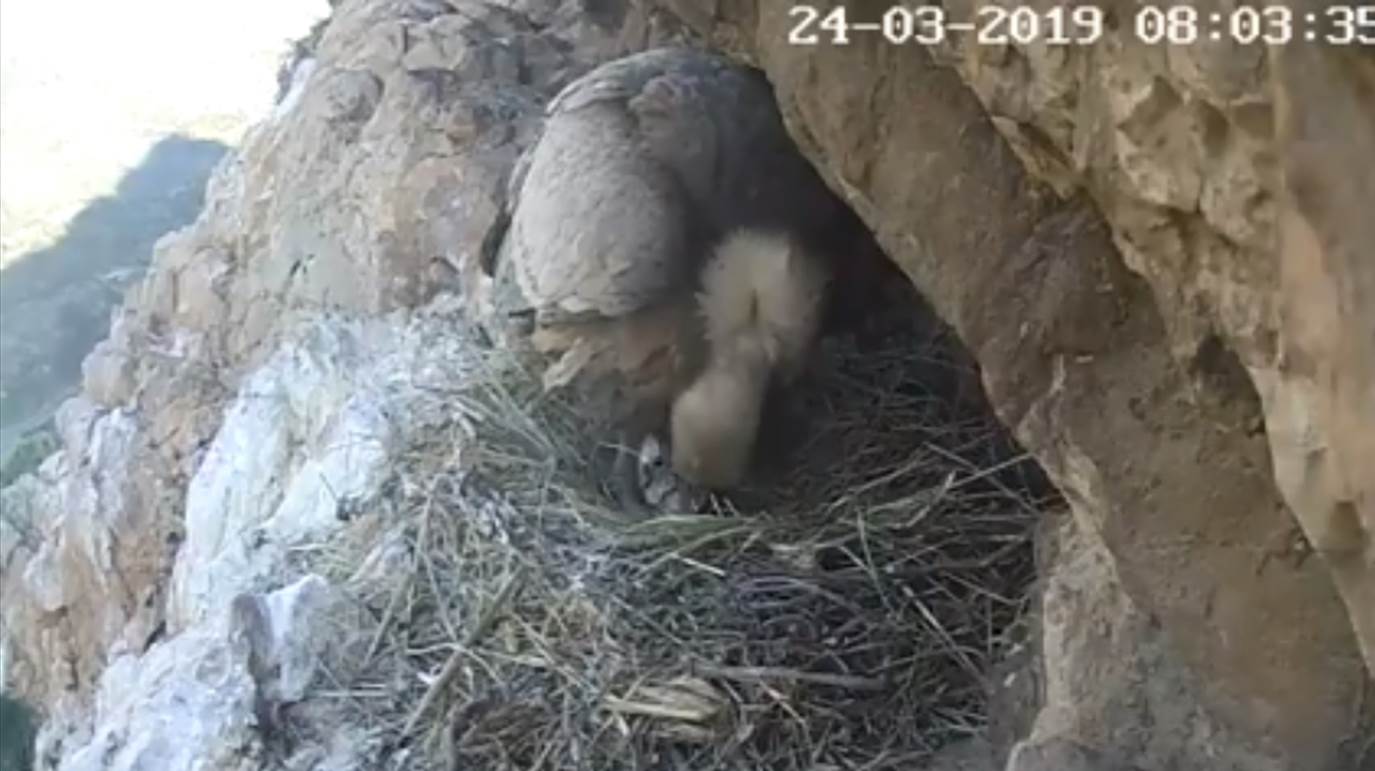 Parco Nebrodi, Sicilia, grifone, rapaci, webcam