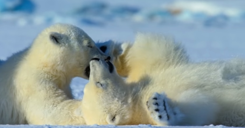 Netflix, docuserie, Terra, salvaguardia, habitat, David Attenborough, Penelope Cruz, ecologia