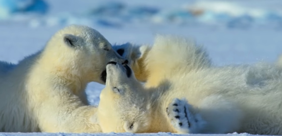 Netflix, docuserie, Terra, salvaguardia, habitat, David Attenborough, Penelope Cruz, ecologia
