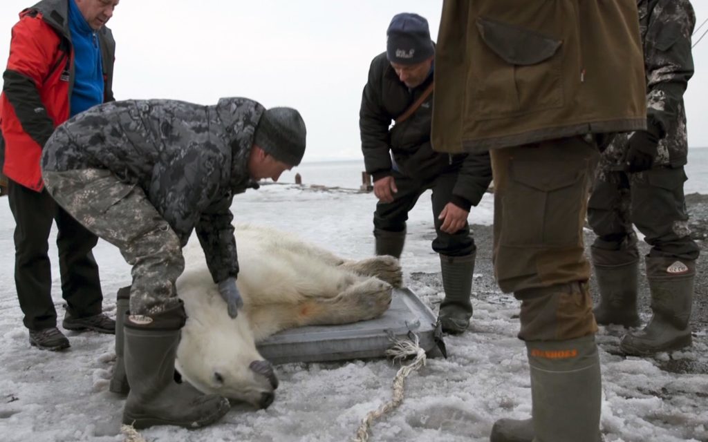 L'orso polare è stato sedato e caricato a bordo del container - Foto @ANSA