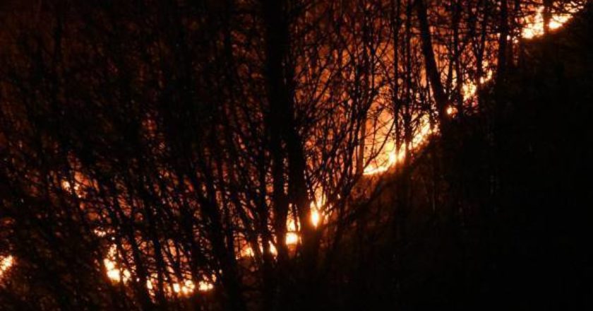 incendi, bosco