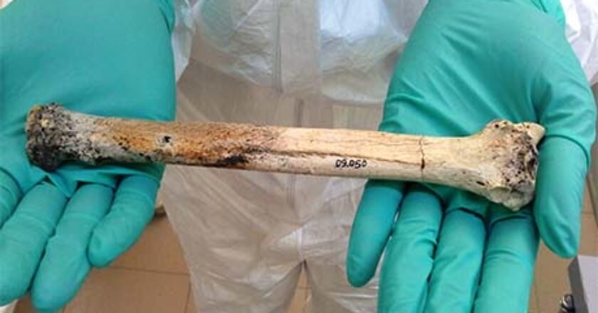lupo, cane, ricerca, università di bologna, pleistocene, medioevo, genetica