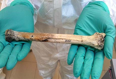 lupo, cane, ricerca, università di bologna, pleistocene, medioevo, genetica