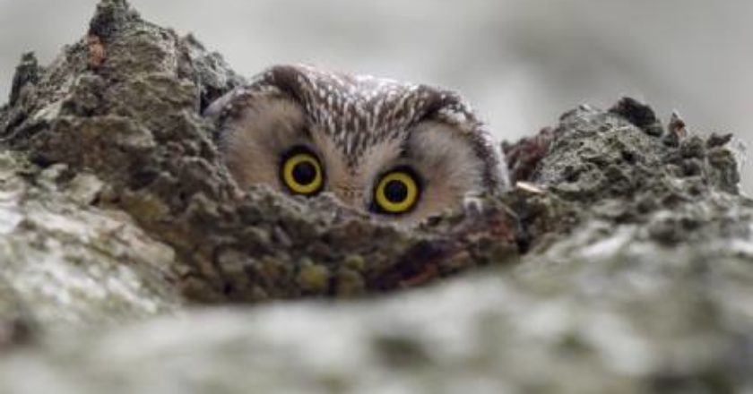 fotografare il parco, fotografia naturalistica, parco nazionale stelvio, pnalm, gran paradiso