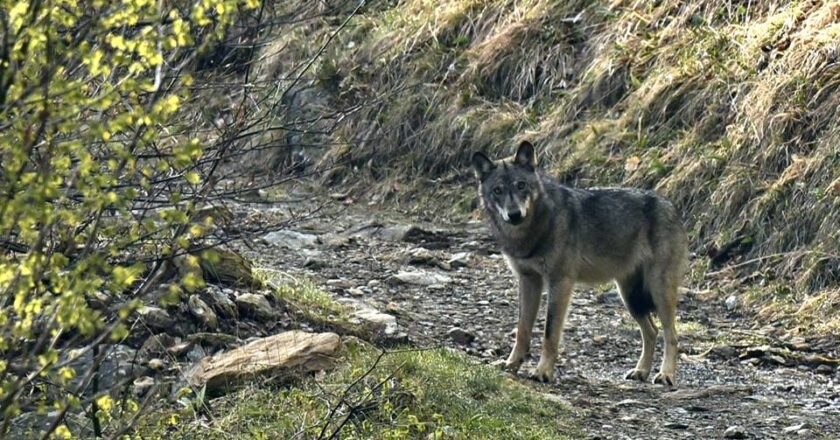 viminale, sergio costa, piano lupo, abbattimento, lupo, specie protetta, wwf, enpa