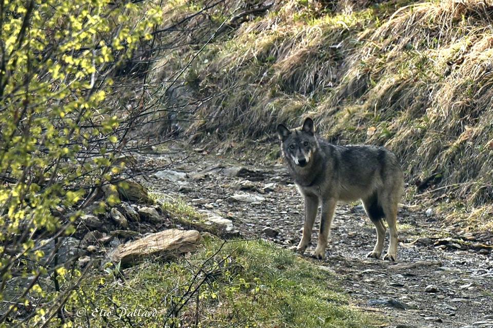 Photo of Viminale: “Sì all’abbattimento dei lupi in caso di necessità”. Insorgono Enpa e WWF
