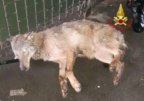 lupo, darsena, navigli, milano, salvataggio, parco del ticino, lombardia, vigili del fuoco