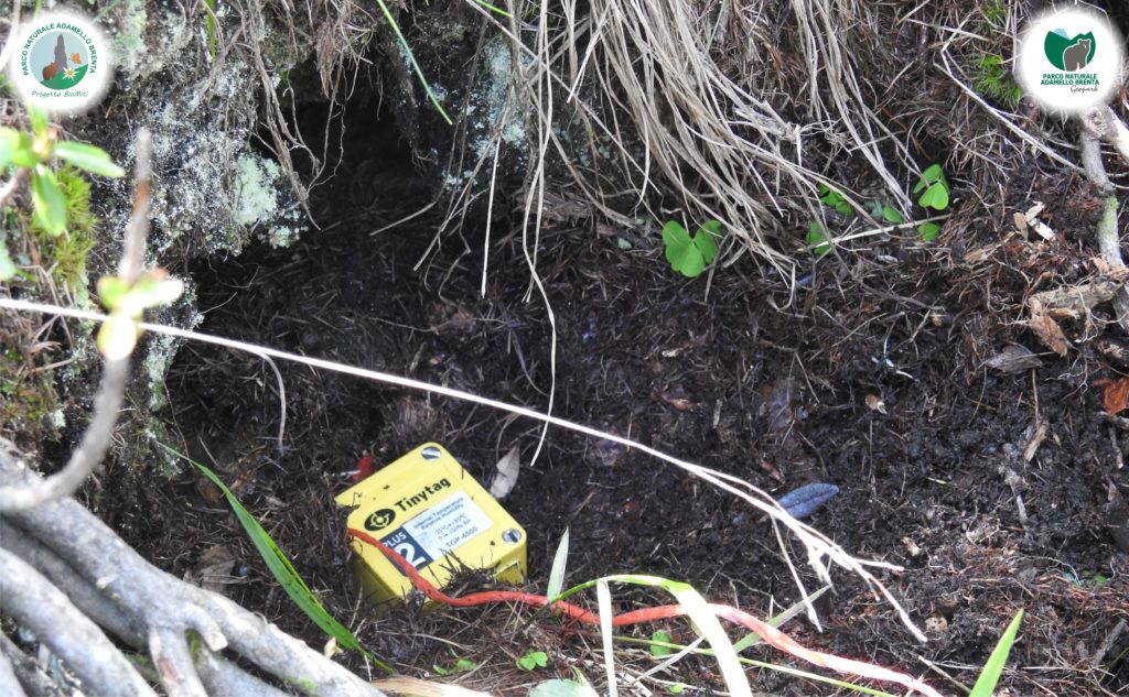 Foto @ Parco Adamello Brenta