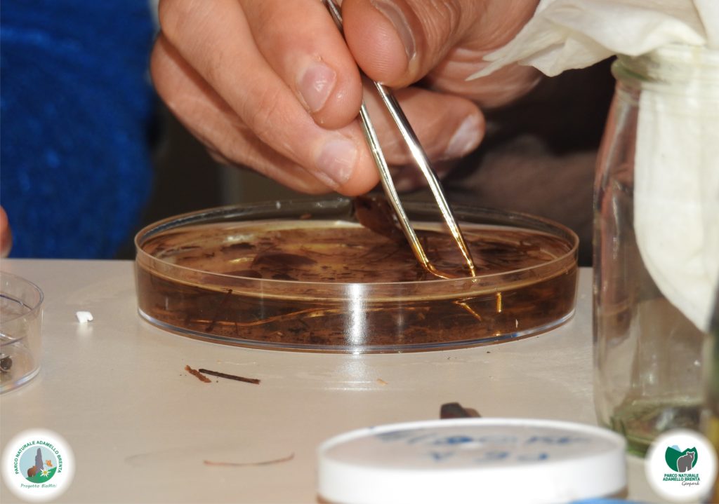 Foto @ Parco Adamello Brenta