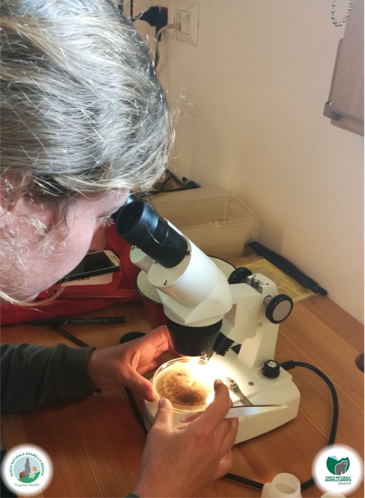 Biomiti. Foto @ Parco Adamello Brenta