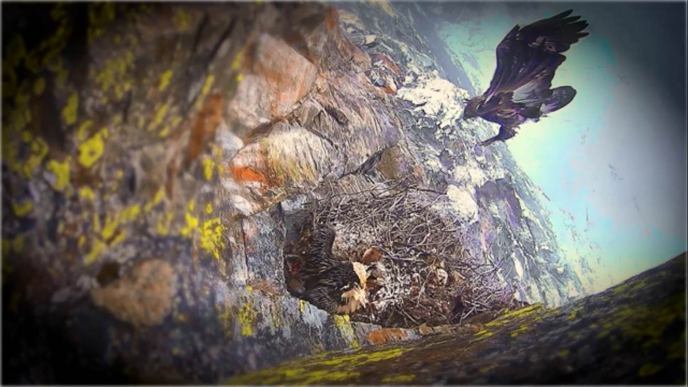 Valsavarenche, Parco Nazionale Gran Paradiso, gipeto, aquila, natura