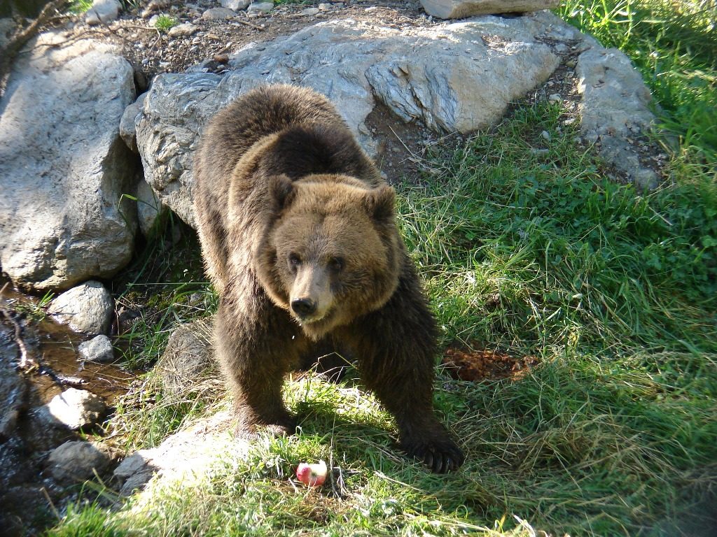 Foto @ Parco Adamello Brenta - Andrea Mustoni