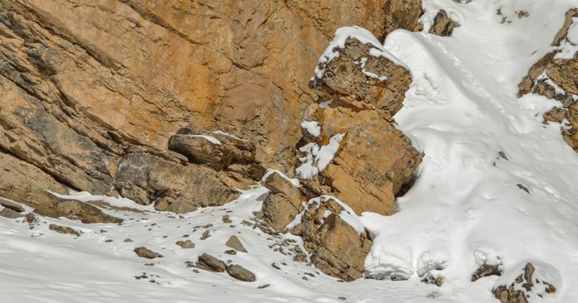 snow leopard, leopardo delle nevi, saurabh desai, himalaya, mimetismo, fotografia
