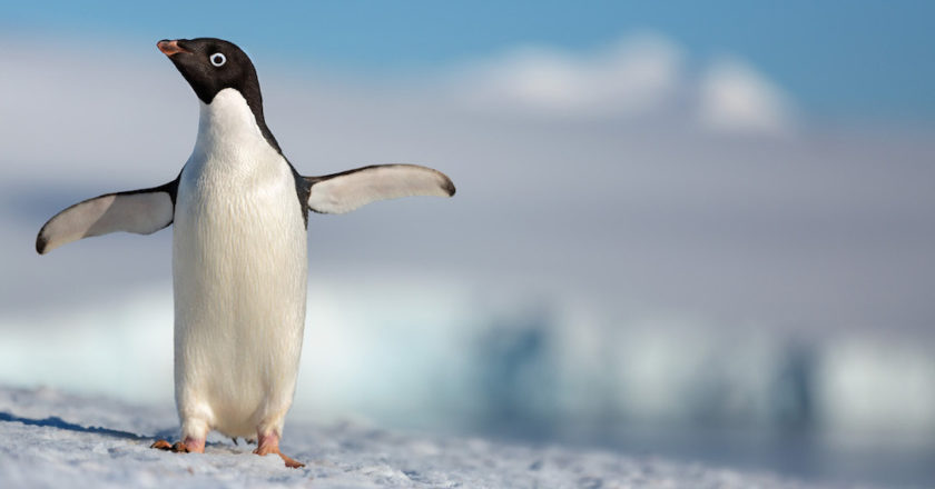 penguins, disneynature, documentario, walt disney studios, pinguini, pigoscelidi, antartide