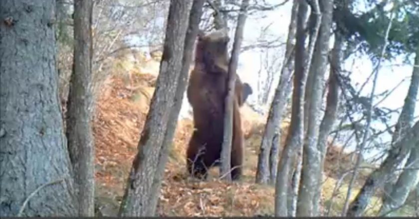Parco Adamello Brenta, Dolomiti, orso, paolo togni, fototrappola