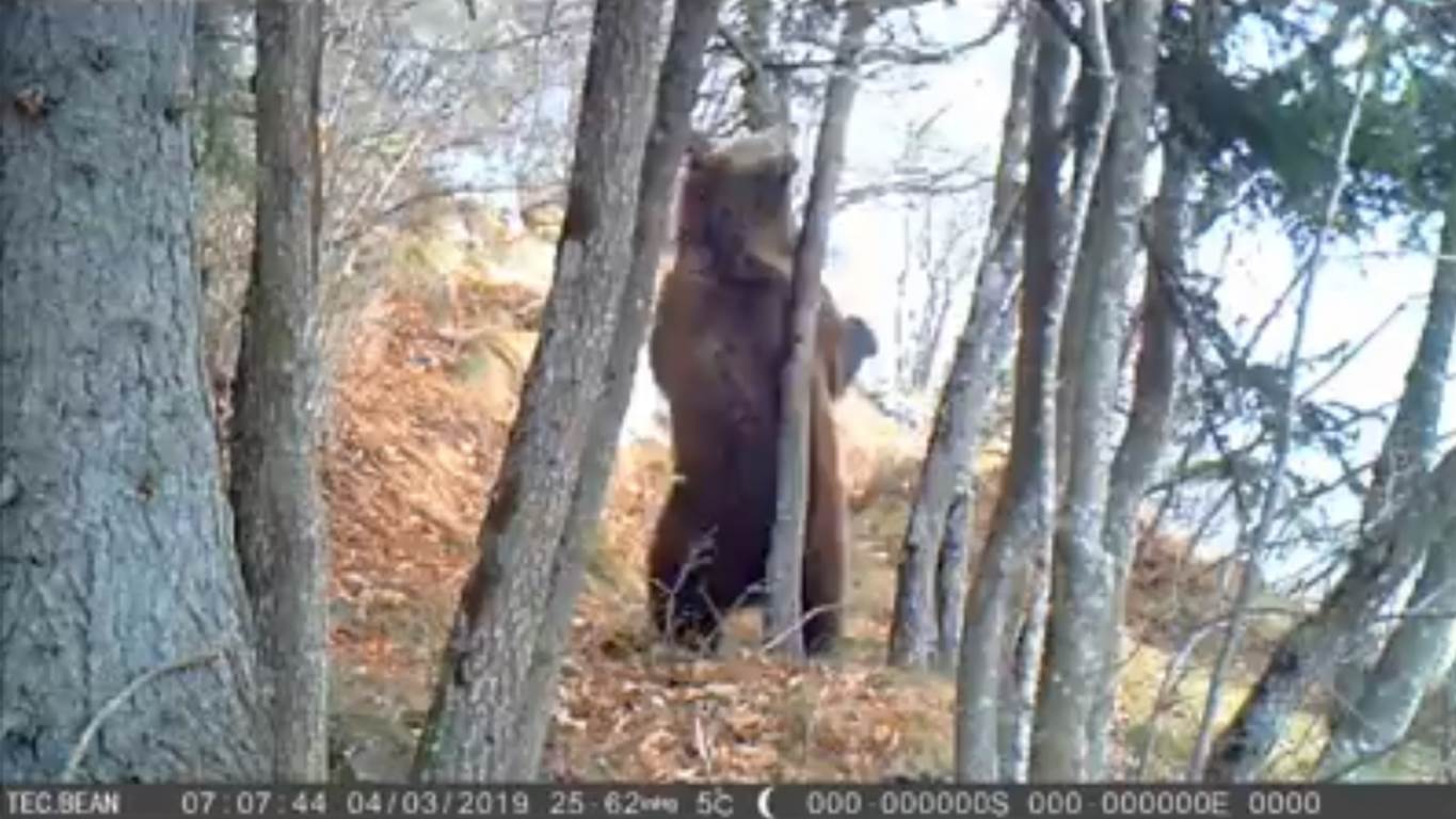 Parco Adamello Brenta, Dolomiti, orso, paolo togni, fototrappola