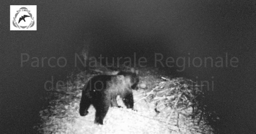 parco monti simbruini, orso marsicano, monitoraggio, videotrappola, estinzione
