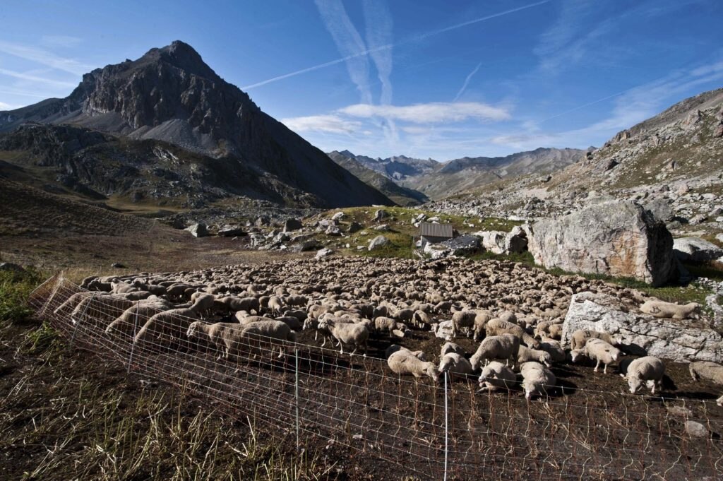 Gregge custodito con reti elettrificate. Foto EAM