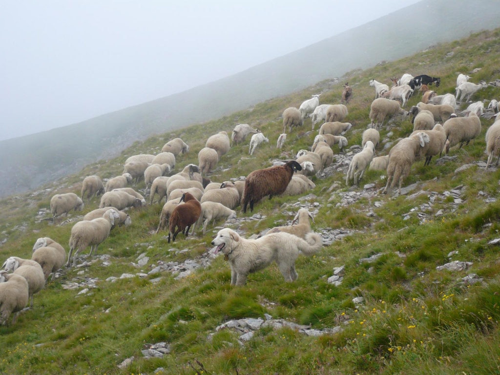 Gregge e cani guardiania. Foto Arianna Menzano EAM
