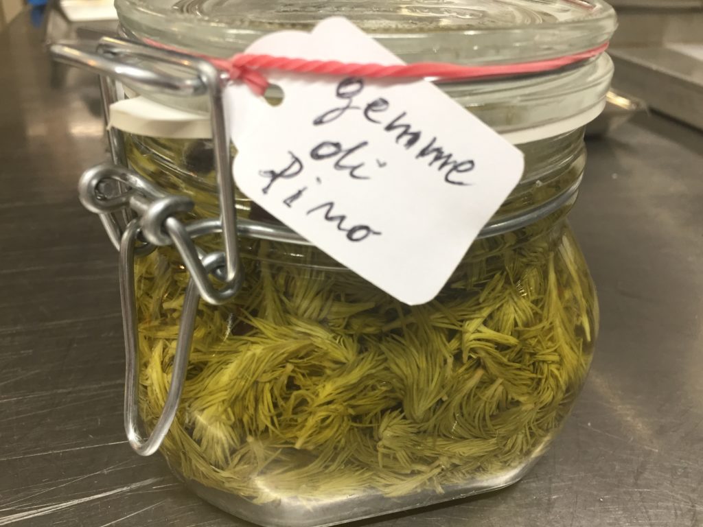 Gemme di pino. Foto archivio Alfio Ghezzi