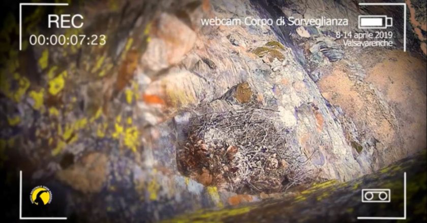 valsavarenche, parco nazionale gran paradiso, gipeto, fauna, webcam. avrì