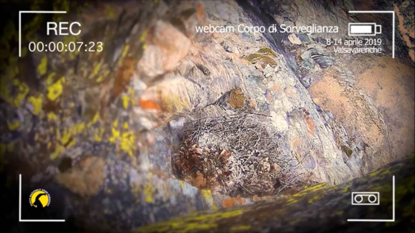 valsavarenche, parco nazionale gran paradiso, gipeto, fauna, webcam. avrì