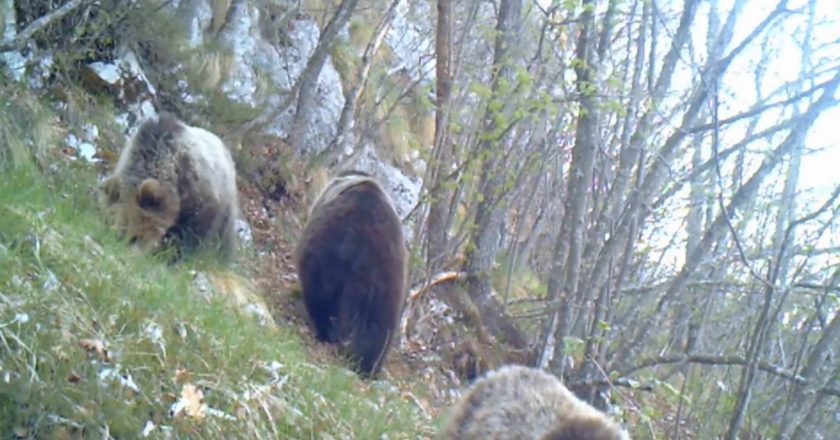 orsa, cuccioli,parco naturale adamello brenta, fototrappola, paolo togni, natura