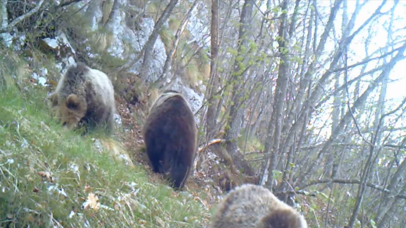 orsa, cuccioli,parco naturale adamello brenta, fototrappola, paolo togni, natura