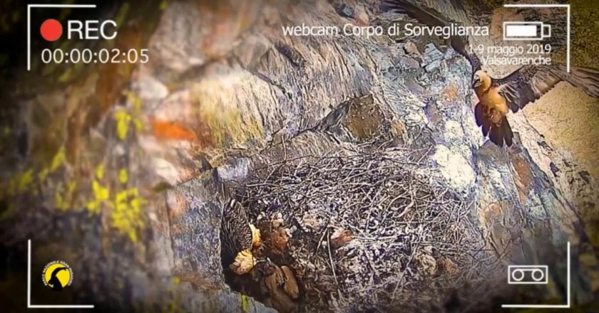 avrì, valsavarenche, gipeti, parco gran paradiso, parco natura viva, bussolengo, avifauna