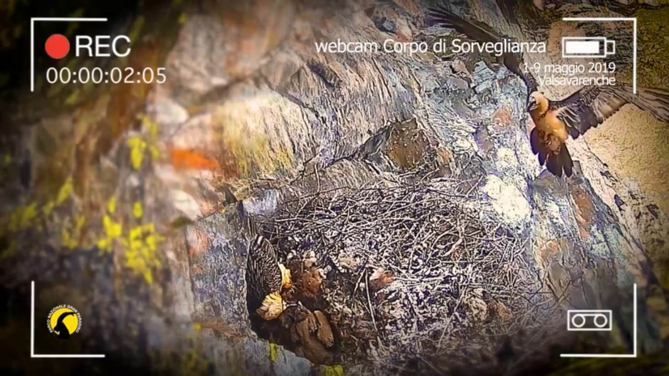avrì, valsavarenche, gipeti, parco gran paradiso, parco natura viva, bussolengo, avifauna