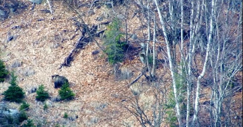 f20, orso, trentino, brenta, salvaguardia, appello