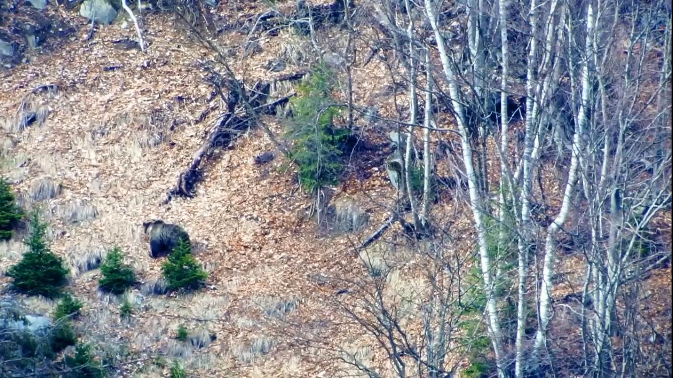 f20, orso, trentino, brenta, salvaguardia, appello