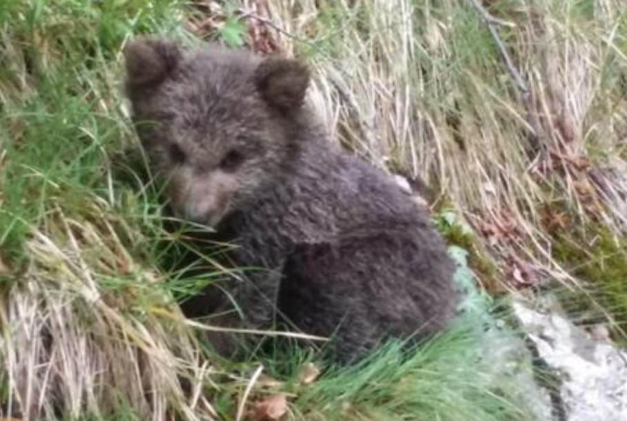 orso
