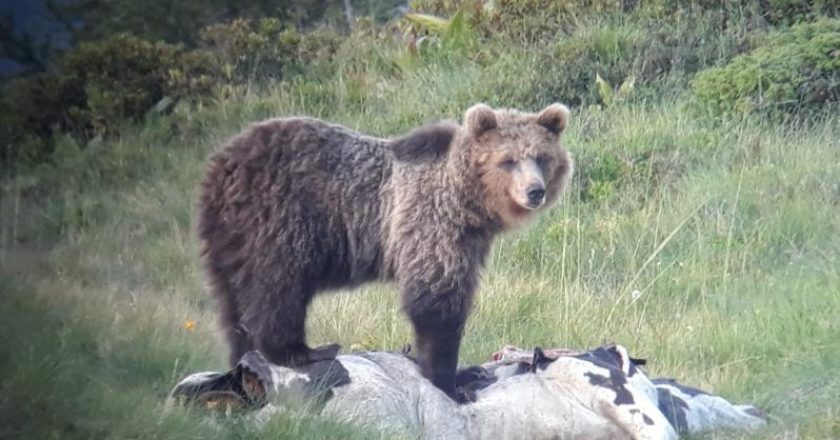 orso, trentino