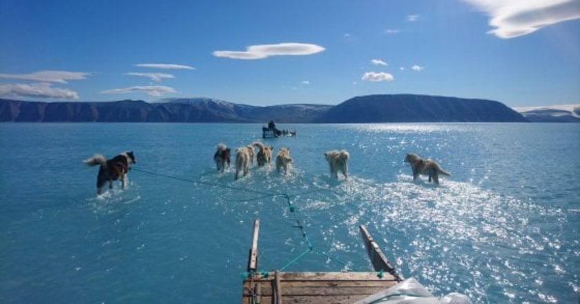 groenlandia, cani da slitta, ghiaccio, riscaldamento globale, meteorologia