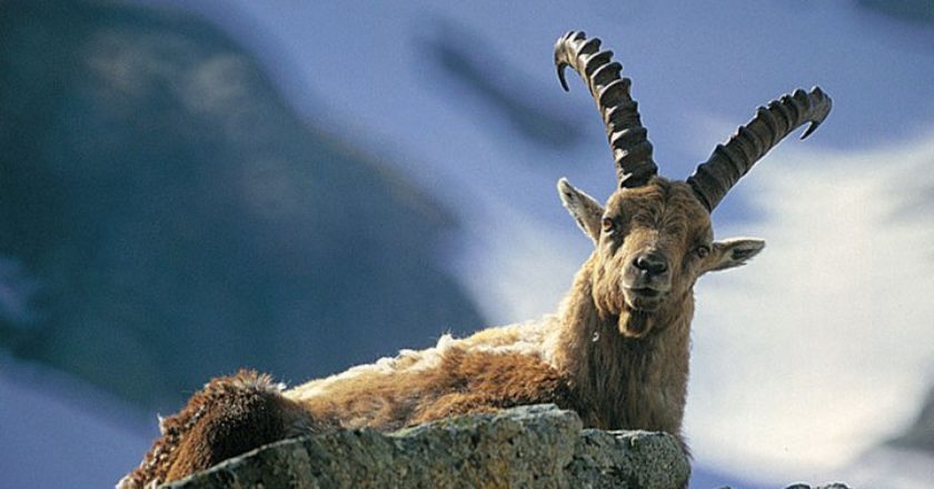 alpi marittime, alpi cozie, stambecco, monitoraggio, mercantour