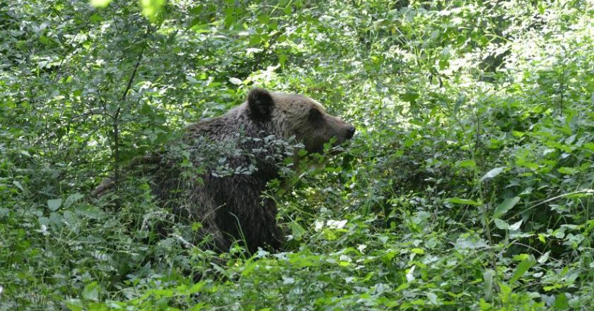 orso, wwf,