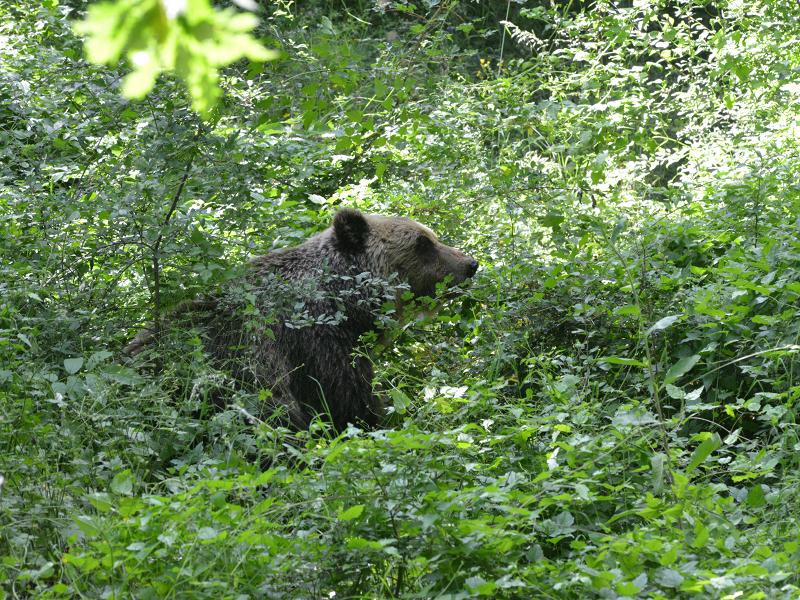 Photo of In Abruzzo i campi di volontariato WWF per l’orso marsicano