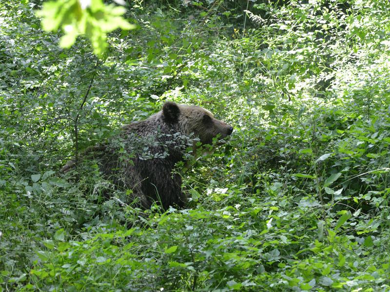 orso, wwf,
