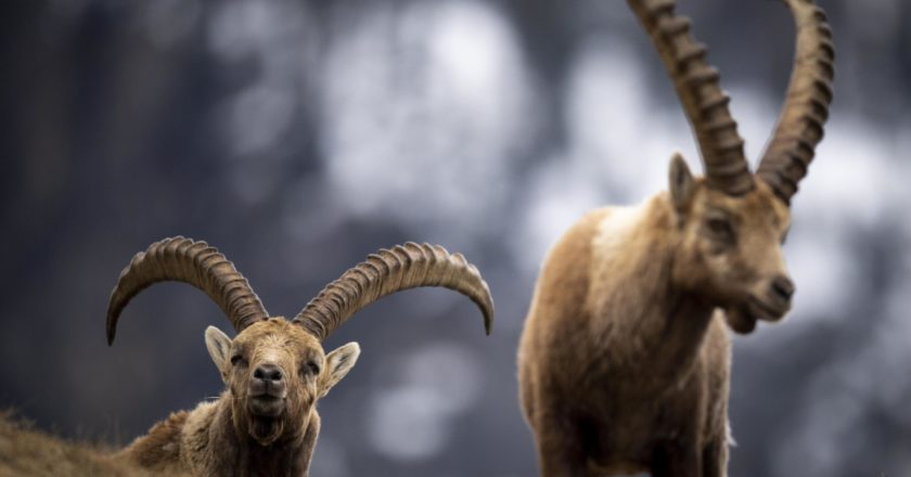 stambecco, estinzione, riscaldamento globale, parco gran paradiso