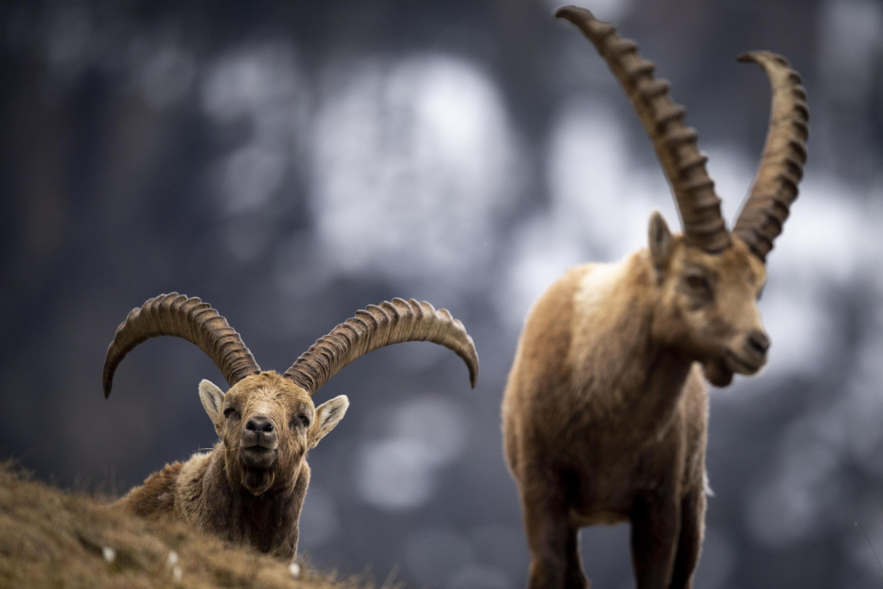 stambecco, estinzione, riscaldamento globale, parco gran paradiso