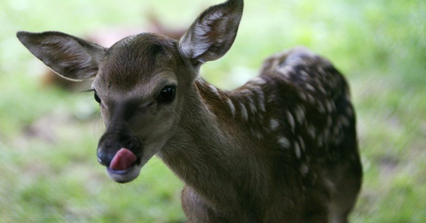 cervo, capriolo, cuccioli, mammiferi, protezione, appello