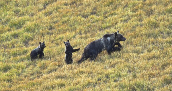 orso marsicano, cuccioli, video, pnalm