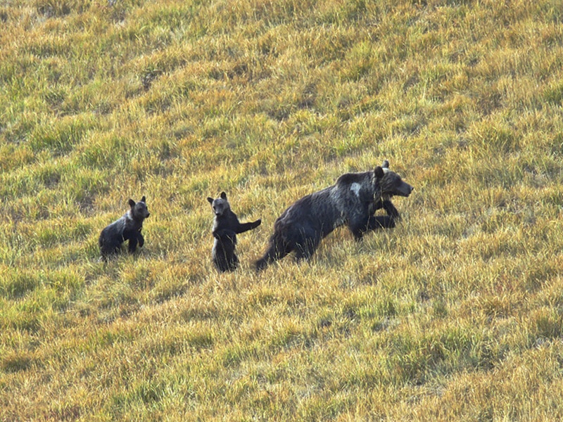 Photo of Mamma orsa e i suoi cuccioli a spasso nel Parco Nazionale d’Abruzzo, Lazio e Molise