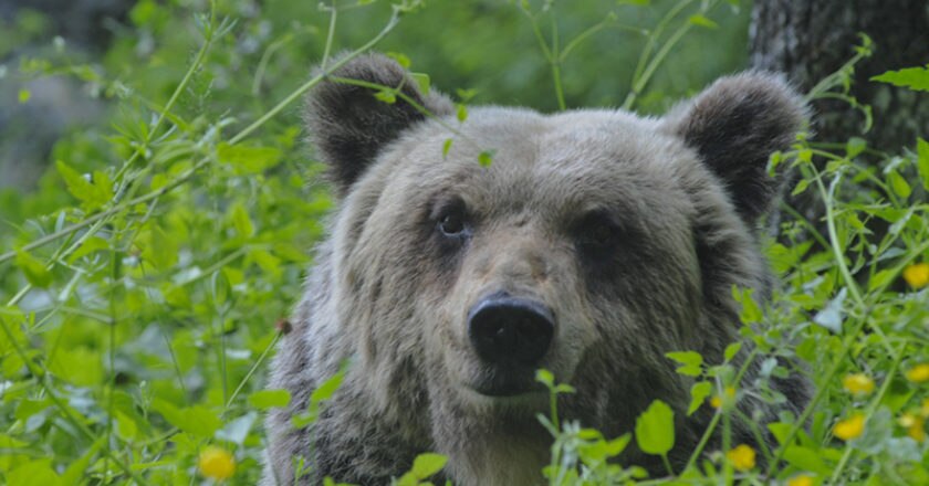 orso marsicano, parco nazionale abruzzo, orso