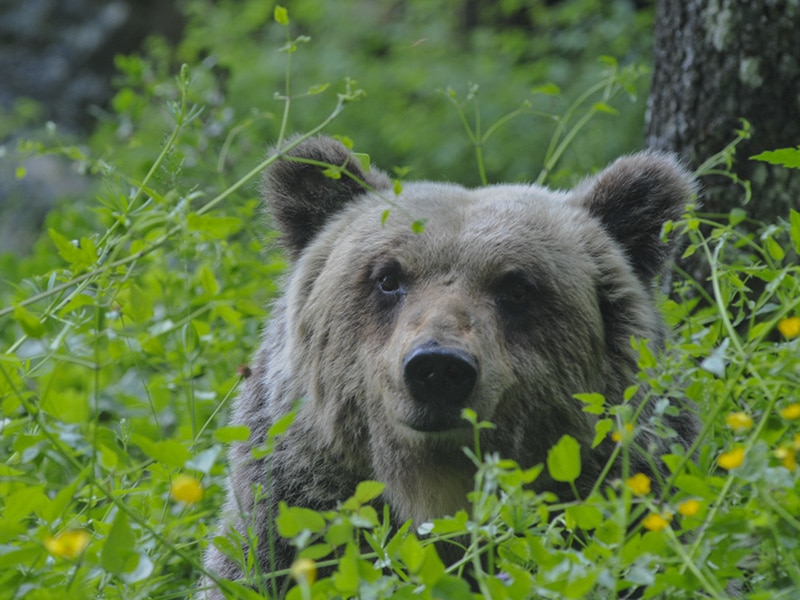 Photo of Trentasette trappole mortali per l’orso