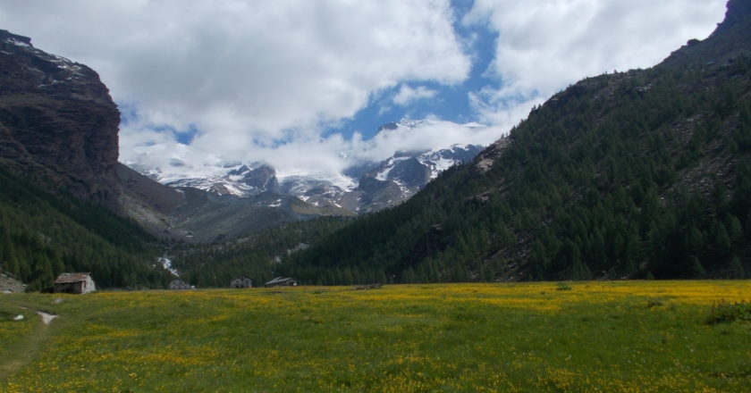 alpi, cambiamento climatico, riscaldamento globale, vegetazione, migrazione, foreste