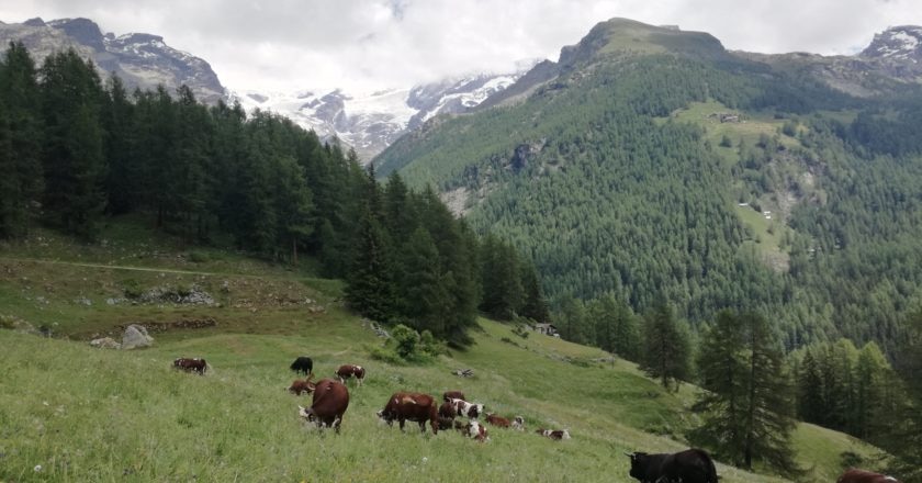 adotta una mucca, cultura, montagna. alpeggio, malga, trentino