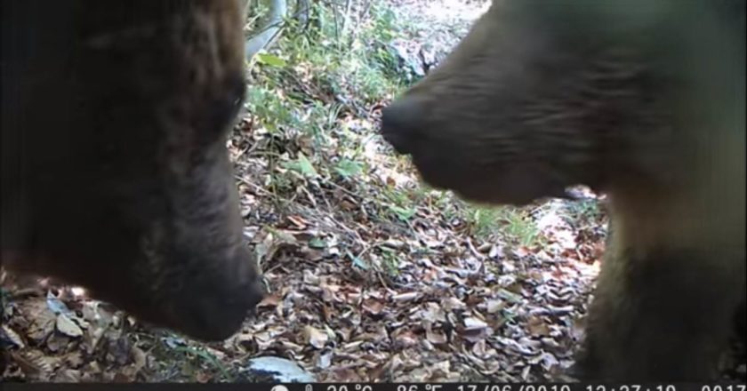 orso, selfie, adamello brenta, paolo togni, videotrappola