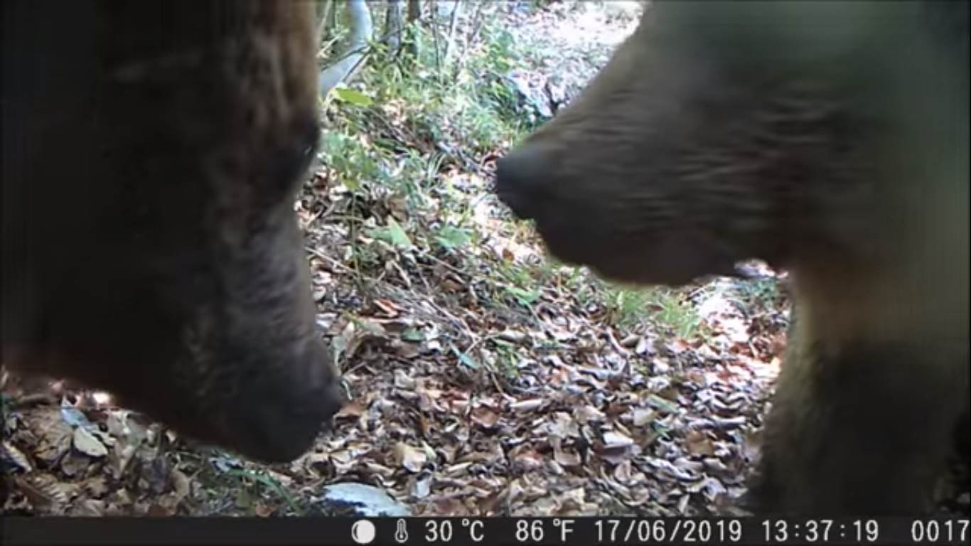 orso, selfie, adamello brenta, paolo togni, videotrappola